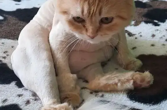 Пропала кошка, Насыпная ул., 6, Феодосия