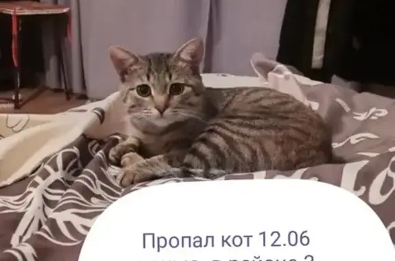 Пропала кошка, ул. Мира 11, Саратов