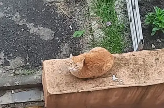 Кошка найдена: Новороссийская 130Б, Челябинск