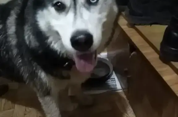 Найдена собака, Нижний Новгород, фото: Хаски найдена на ул. Есенина, 35, Н.Новгород