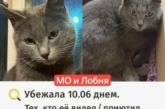 Пропала кошка, Лобня, ул. Заводская