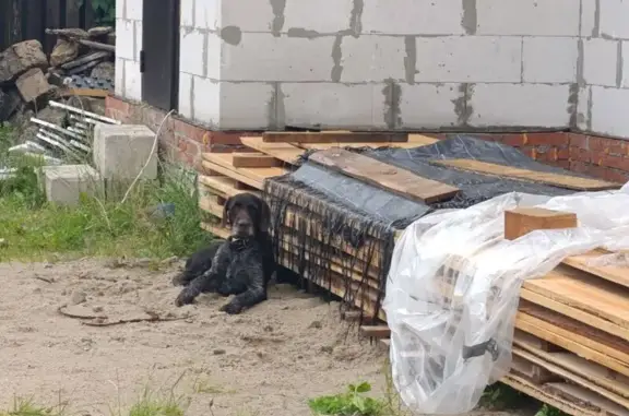 Найдена собака, , фото: Собака найдена: Лесная ул., 17, Совхоз 