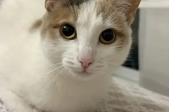 Кошки потеряшки, Долгопрудный, фото: Потеряшка кошка, Лихачёвское шоссе 20 к2