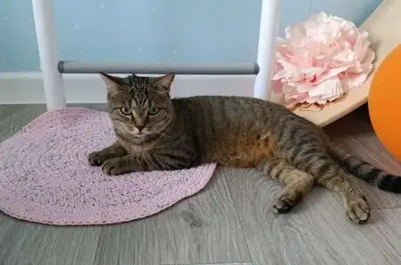 Найдена кошка, Тюмень, фото: Кошка найдена: ул. Т. Чаркова, 79 к2, Тюмень