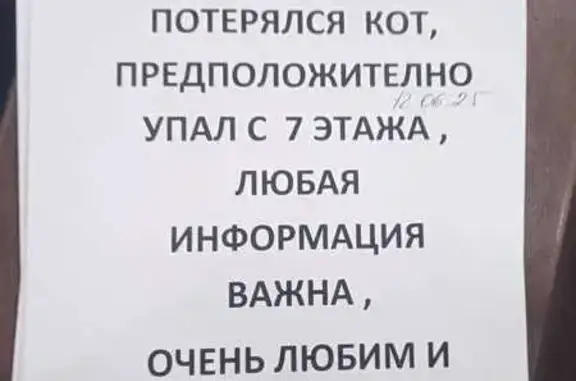 Пропала кошка, Павлодарская 5, Екатеринбург