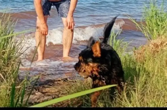 Собаки потеряшки, Жемчужный, фото: Потеряшка собака, ул. Комлева 21-2