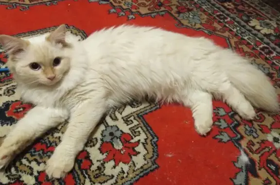 Кошки потеряшки, Юрга, фото: Потеряшка кошка, Зимняя ул., 36, Юрга