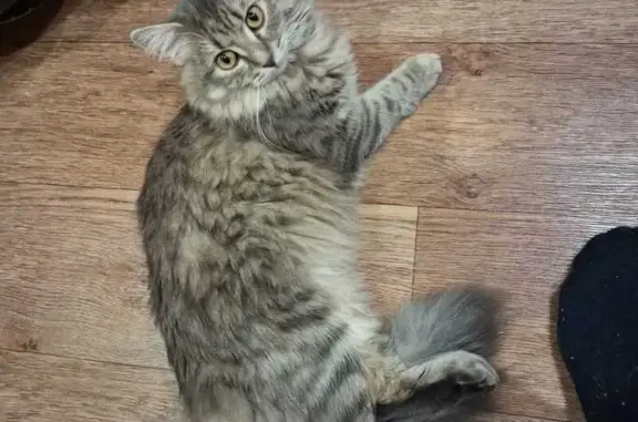 Кошки потеряшки, Новоуральск, фото: Потеряшка кошка, Комсомольская 16Б