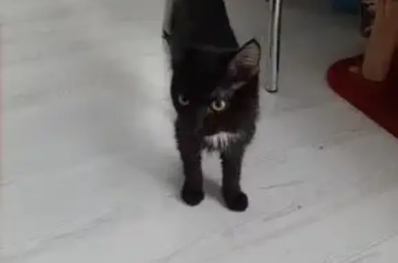 Кошка найдена: ул. Гагарина 12, Челябинск