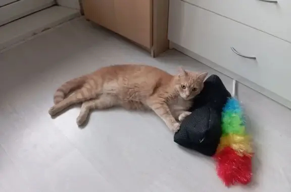 Пропал котик на Цветочном проезде, 15