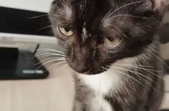 Найдена кошка, Копейск, фото: Котёнок найден: Троицкая ул., 2, Копейск