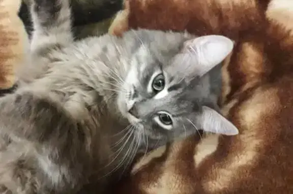Найдена кошка, , фото: Кошка найдена: Октябрьский Городок, 9