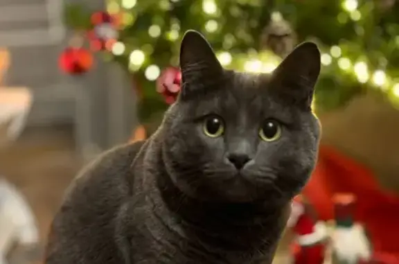 Кошки потеряшки, Нарьян-Мар, фото: Потеряшка серый кот, ул. Ленина 27А, Н-Мар