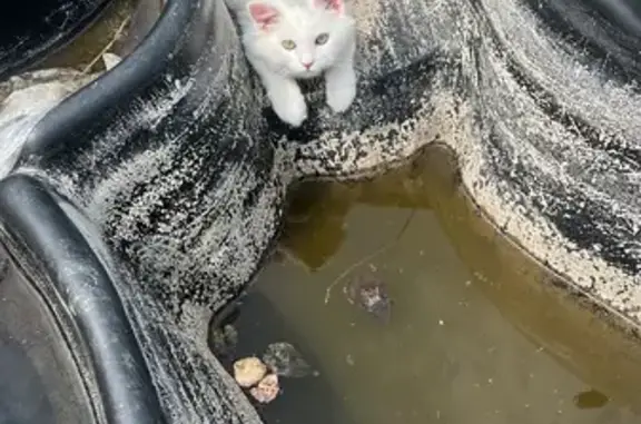 Кошки потеряшки, Верхняя Хава, фото: Потеряшка кошка Снежок, ул. Ломоносова, 28