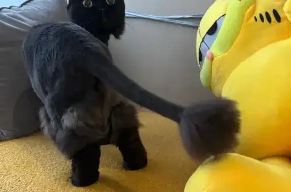 Найденные животные Новый Уренгой, фото: Кошка найдена: ул. Вл. Петуха, 3/1, Н. Уренгой