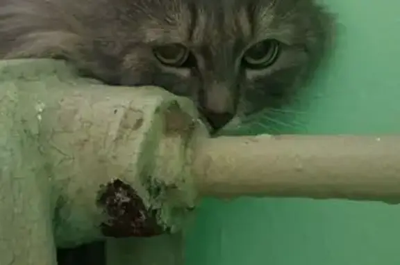 Серая кошка найдена на Малышева, 126