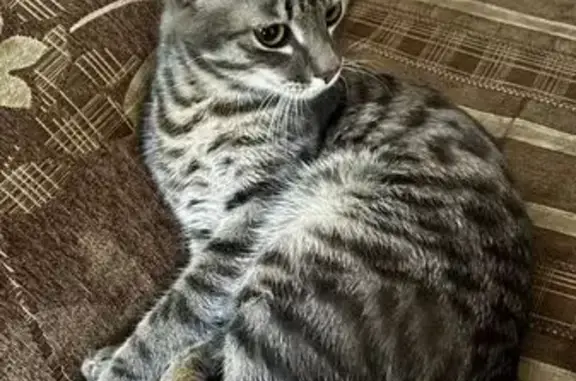 Кошка найдена: ул. Крупской, 6, Красноярск