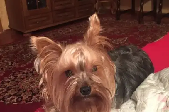 Собаки потеряшки, , фото: Потеряшка собака на Ильина, 18, Великий Новгород