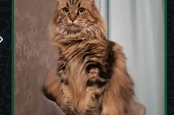 Кошки потеряшки, Мичуринское, фото: Потеряшка кошка, Советская 14, Мичуринское