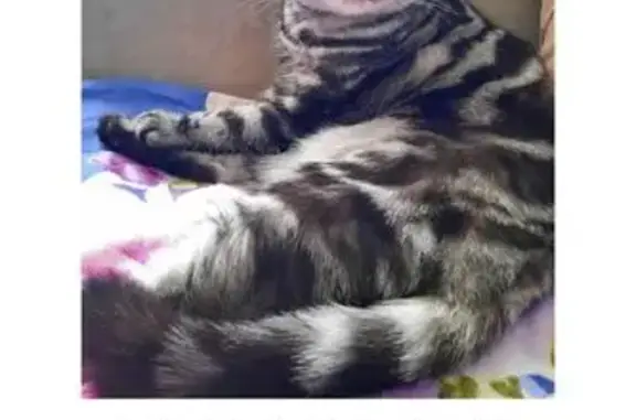 Кошки потеряшки, Томск, фото: Потеряшка кошка, ул. Ивановского, 16, Томск