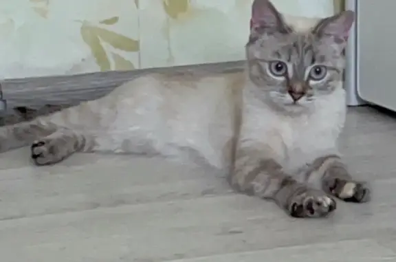 Кошки потеряшки, Нижнекамск, фото: Потеряшка кошка, пр. Химиков 72Д, Нкск