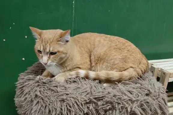 Найденные животные Салехард, фото: Кошка найдена: Объездная 13А, Салехард