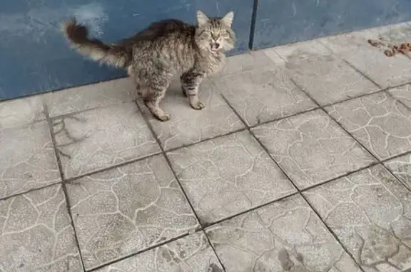 Найдена кошка, Малоярославец, фото: Овчарка найдена: 1-й Пролетарский пер., Малоярославец