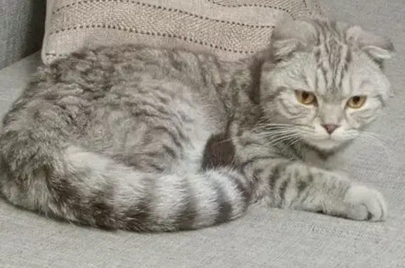 Кошка найдена, ул. 64-й Армии, 75, Волгоград