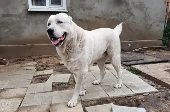 Пропала собака на Шевцовой, 1, Воронеж