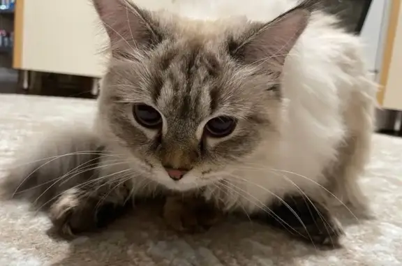 Объявления о пропавших и найденных животных, Покачи, фото: Пропала кошка, ул. Мира 8/1, Покачи