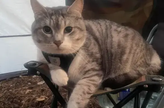 Пропала кошка на Миасском тракте