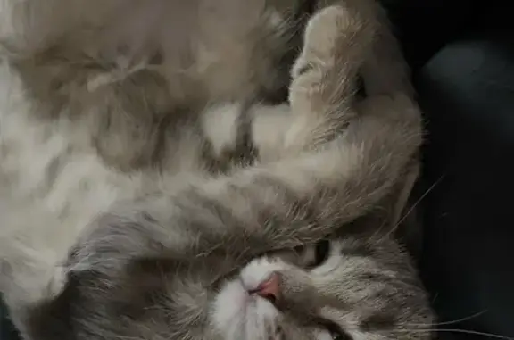 Пропала кошка, Пласт, Городской пер., 14