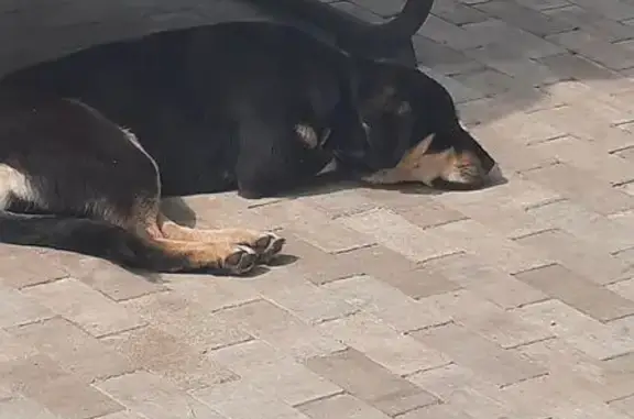 Найдена собака, , фото: Собака найдена, Медицинская 16, Великий Враг