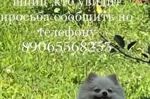 Пропала собака, Луговая ул. 3, Шатки