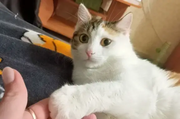 Кошки потеряшки, Лесозаводск, фото: Потеряшка кошка, Будника 107, Лесозаводск