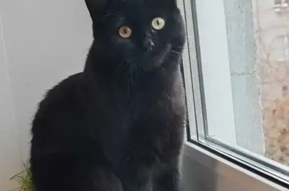 Кошки потеряшки, Красноярск, фото: Потеряшка кошка, Тобольская, 27, Красноярск