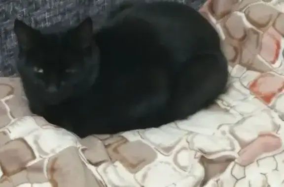 Пропала кошка, Тюмень