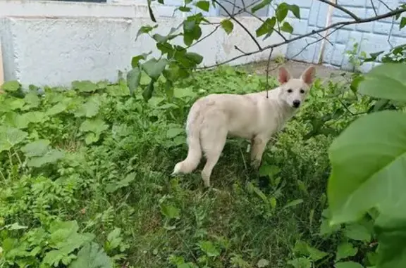 Найдена светлая собака, ул. Энергетиков 25