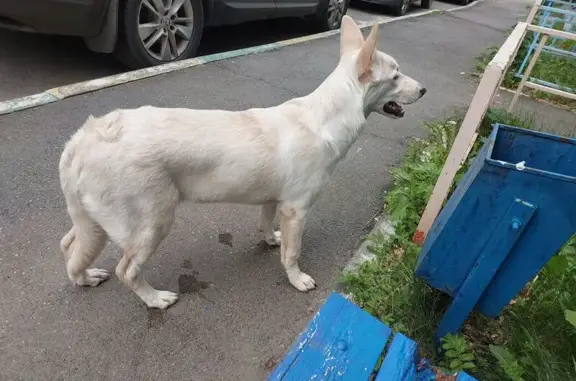 Найдена собака, ул. Энергетиков, Челябинск