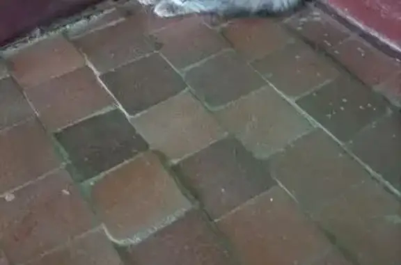 Котёнок найден: ул. Егорова, 8, Владимир