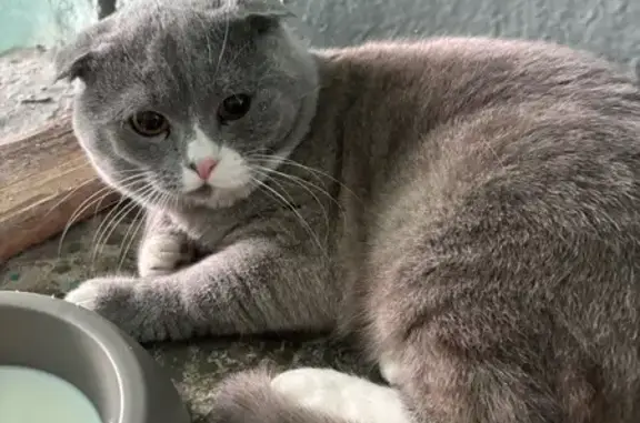 Найдена кошка, Мурманск, фото: Кошка найдена: пр. Героев Североморцев, 49