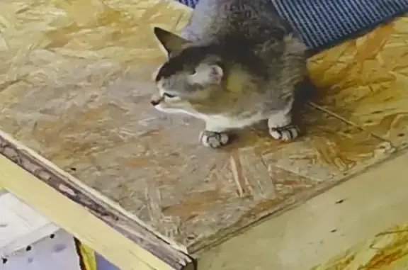 Кот найден между Сельвачево и Шувайлово