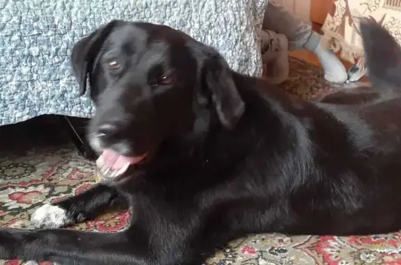 Собака найдена, ул. Космонавтов, Казань