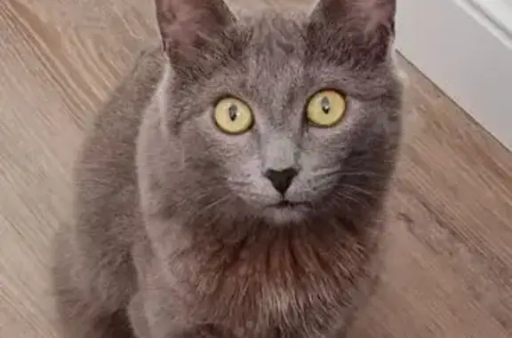 Пропала кошка, Новая ул, 18, Нежинка