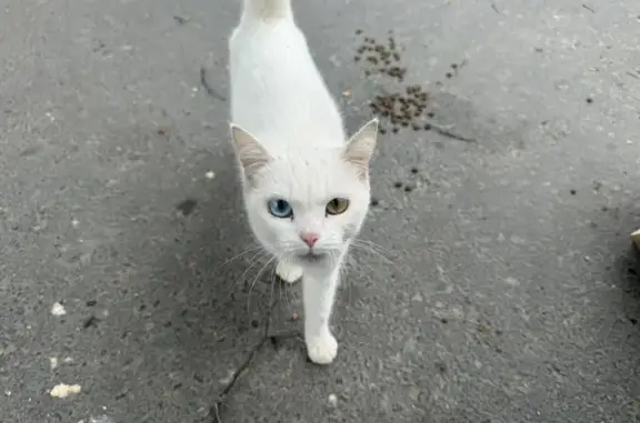 Кошка найдена, ул. Я. Эшпая, 114А, Йошкар-Ола
