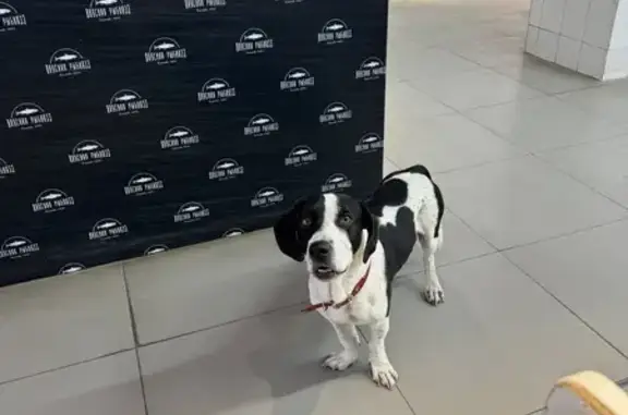 Найдена собака ул. Чайковского, 7, Владимир