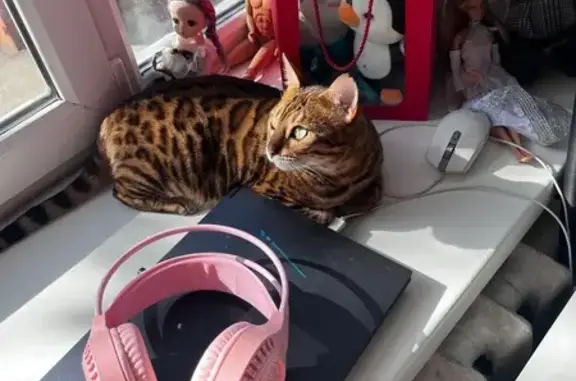 Объявления о пропавших и найденных животных, Уфа, фото: Пропала бенгальская кошка, Блюхера 42/1