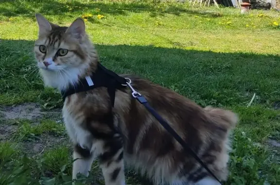 Кошки потеряшки, Долгопрудный, фото: Потеряшка кошка, Театральная 13, Долгопрудный