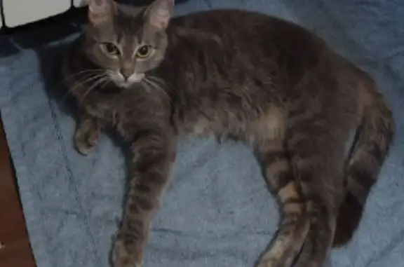 Потерянные животные Ставрополь, фото: Пропала кошка, ул. Тухачевского, 20/3