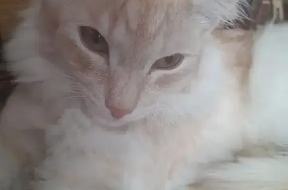 Потерянные животные Мариинск, фото: Пропала кошка, Литейная 21, Мариинск